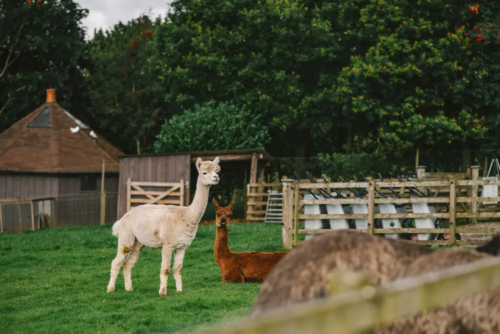 A white alpaca and a brown alpaca in a grassy paddock