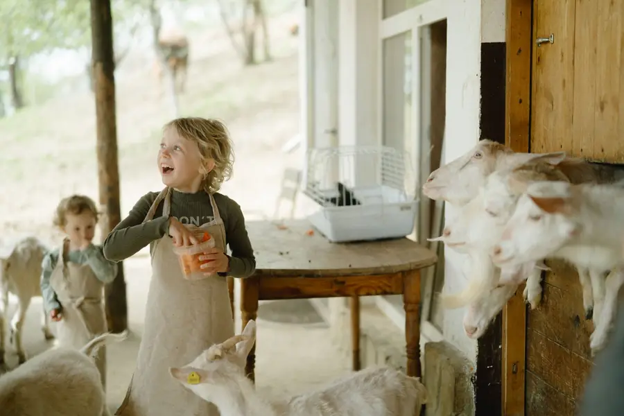 Two children in aprons laughing as they feed a group of white goats
