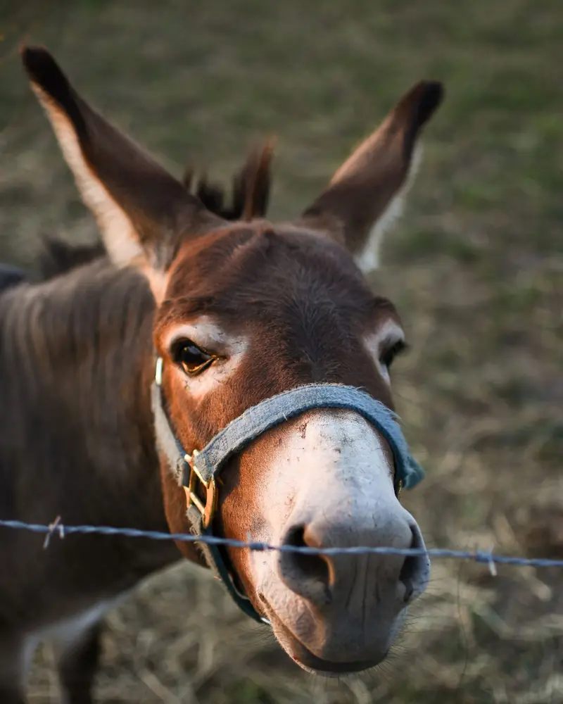 A brown donkey with a white nose looking over a fence