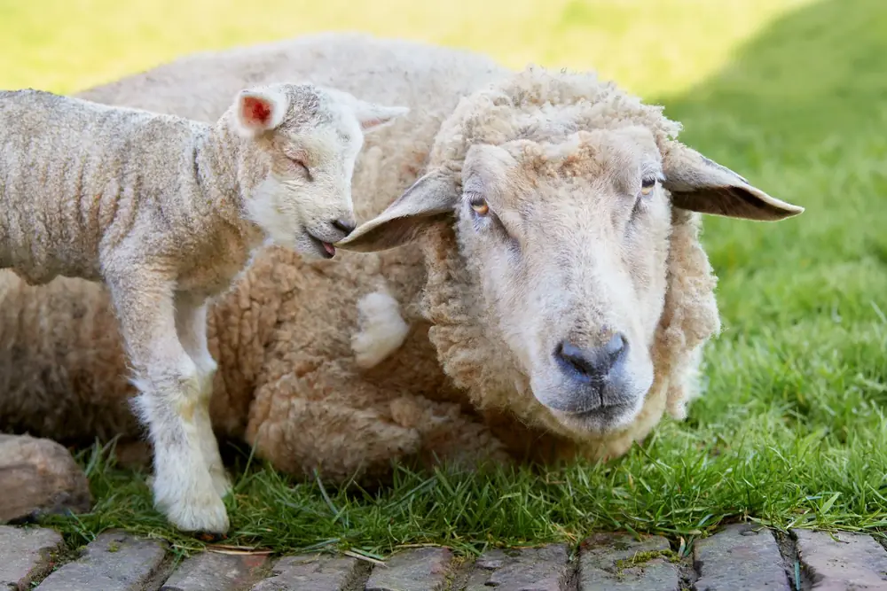 A lamb nuzzling its mother’s face as she lies on the grass