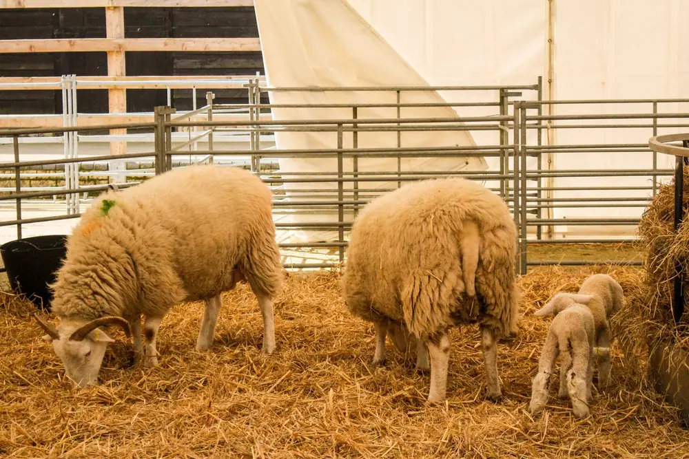 Two ewes and a pair of new lambs on straw in the lambing shed