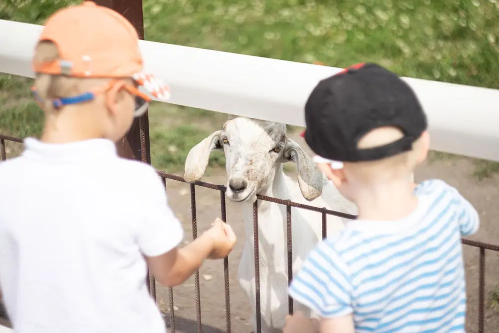 Two small boys in caps, seen from behind, feeding a white goat at a fence