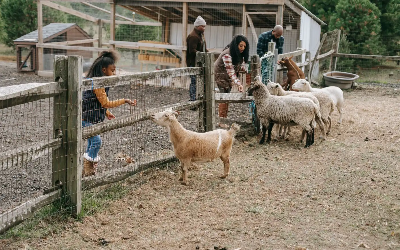 A family feeding goats and sheep over the yard fence