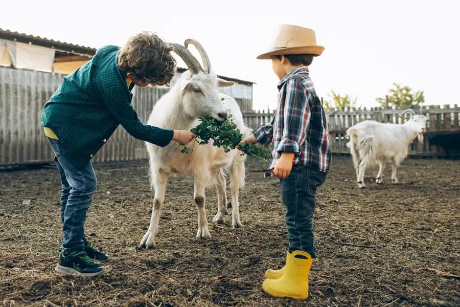Two boys in the farmyard feeding greens to a white goat