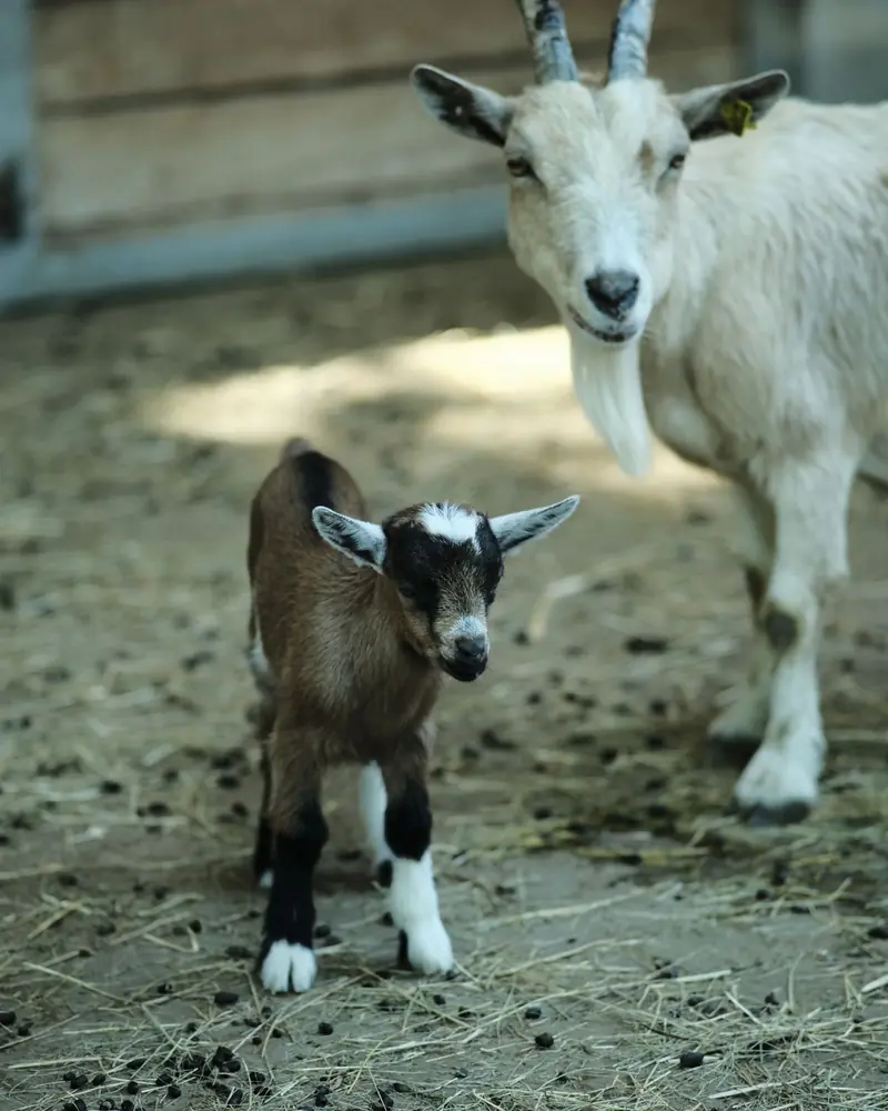 A brown goat kid standing in front of its white mother