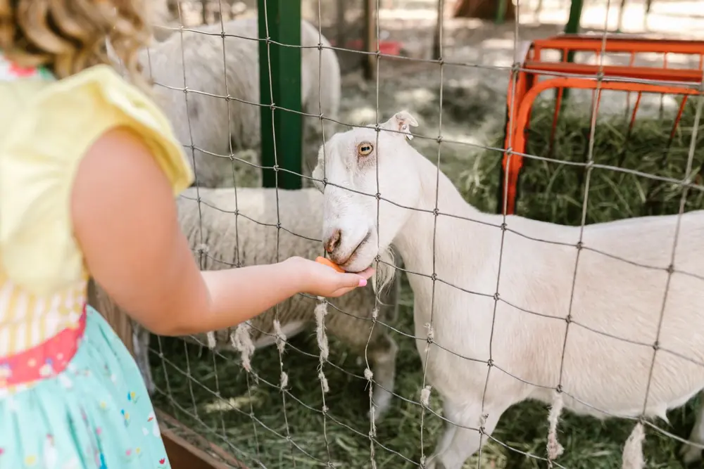 A child holding out a piece of carrot for a white goat to take through a fence