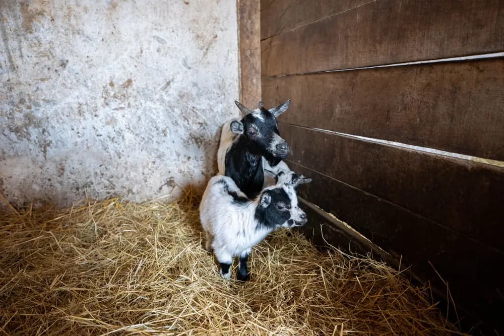 Two black and white goat kids standing on straw in the corner of a barn
