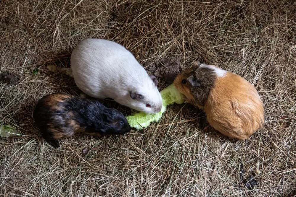 Three guinea pigs sharing a lettuce leaf on a bed of hay
