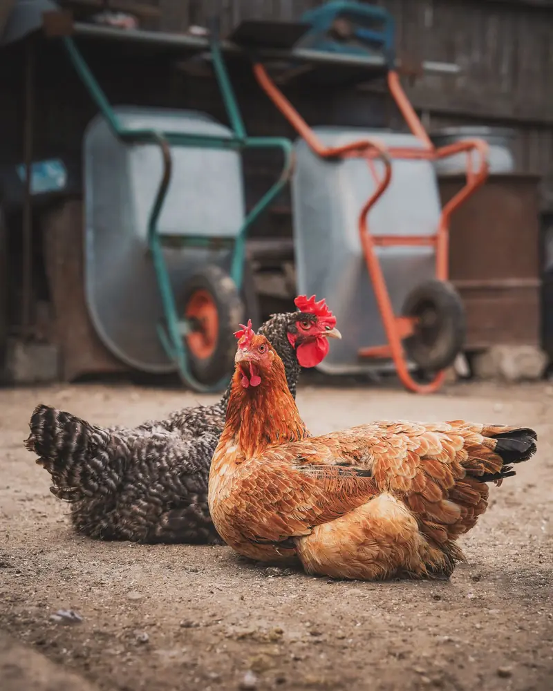 A brown hen and a speckled hen sitting in the farmyard in front of two wheelbarrows
