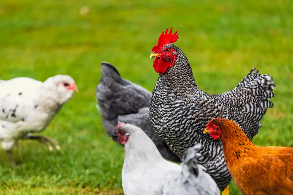 A speckled cockerel and hens on bright green grass