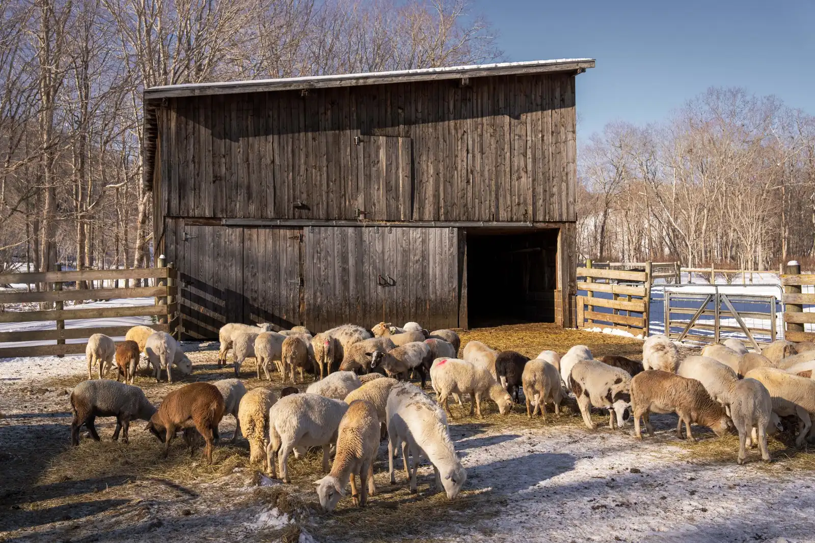 Sheep feeding in front of the timber barn on a frosty winter morning