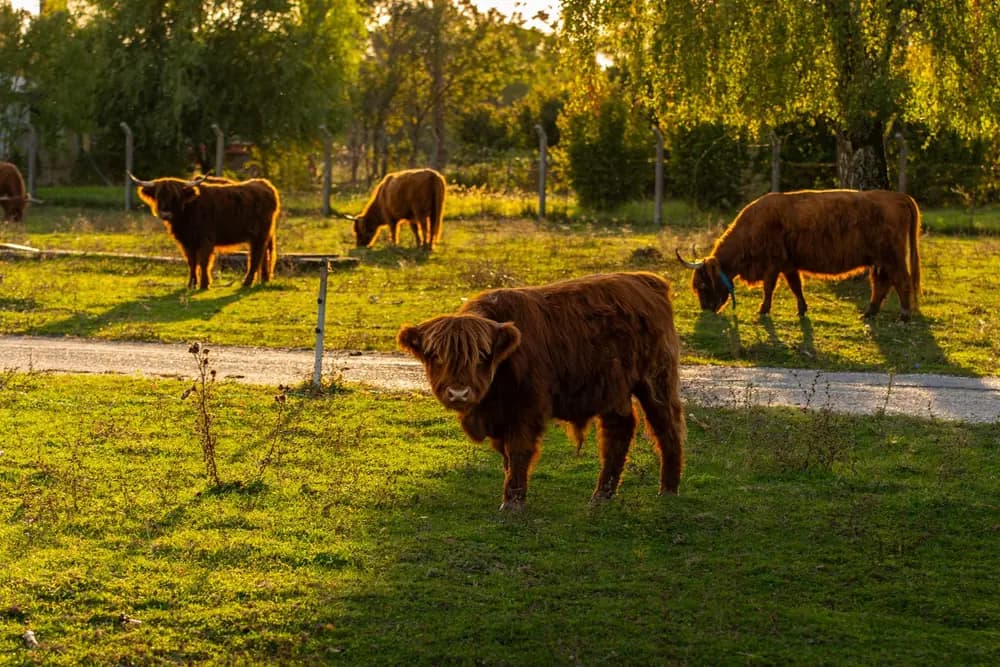 Highland cattle grazing in low evening sun