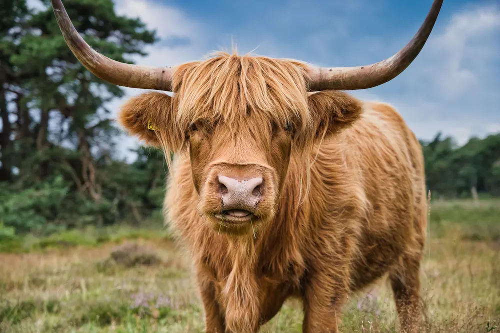 A ginger Highland cow with long horns and a shaggy fringe looking at the camera