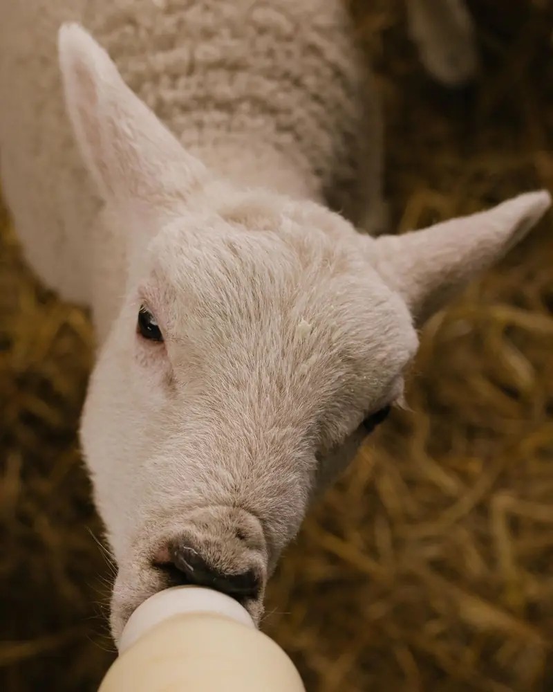 A lamb drinking from a bottle, seen from above