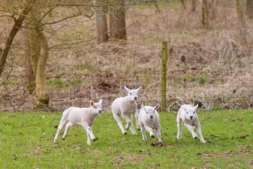 Four lambs racing across a field