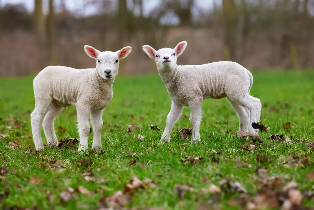 Two young white lambs standing in a green field