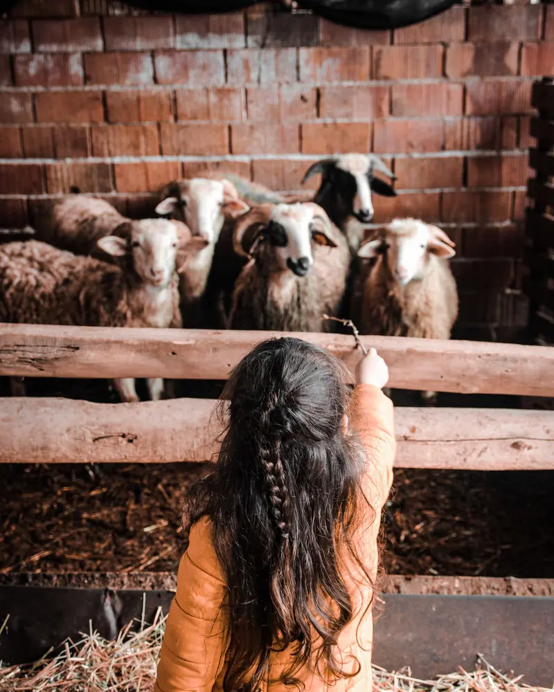 A girl, seen from behind, reaching up to a pen of sheep