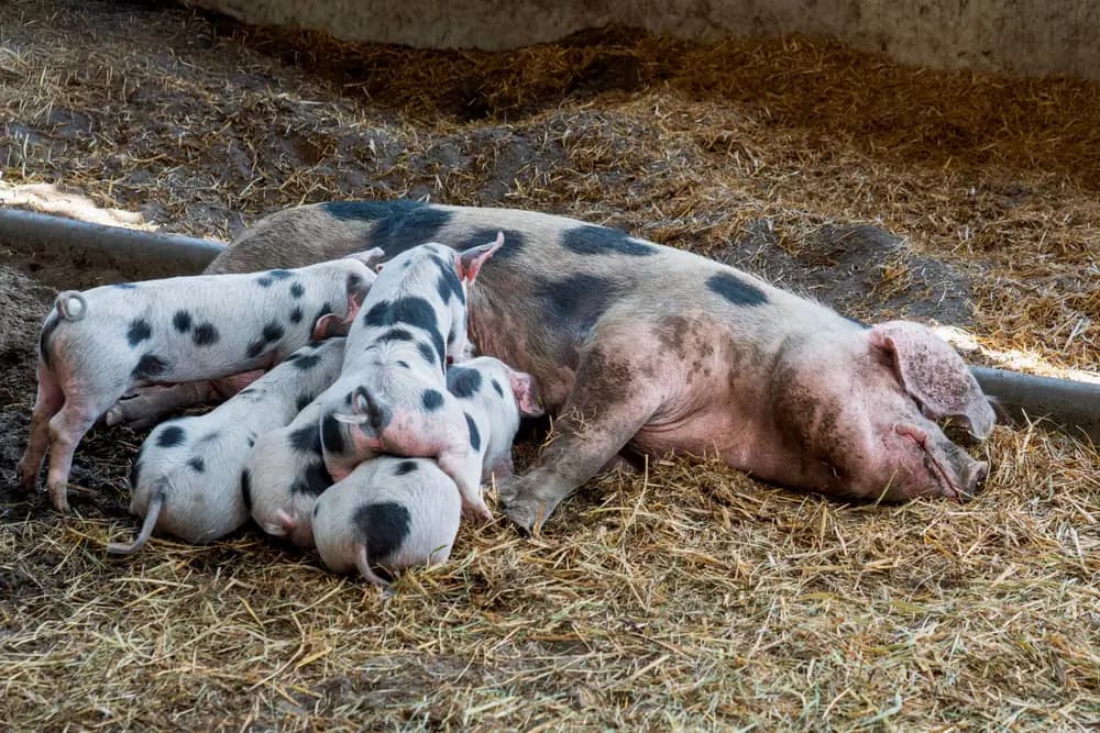 A sow lying on straw with her spotted piglets