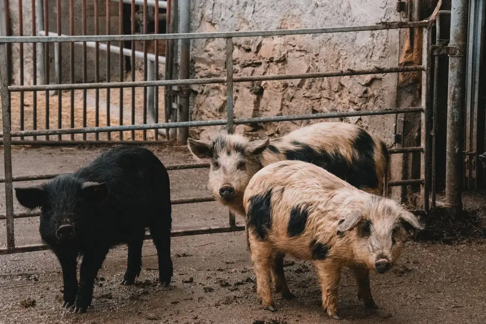 Three spotted and black pigs standing in a yard