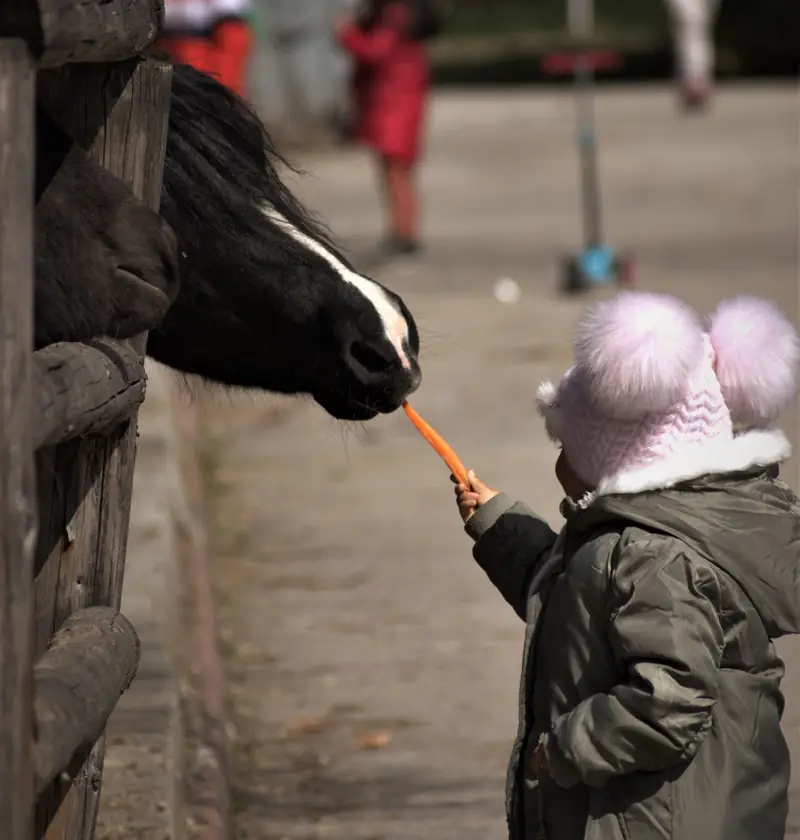 A small child in a bobble hat and winter coat holding out a carrot to a black and white pony