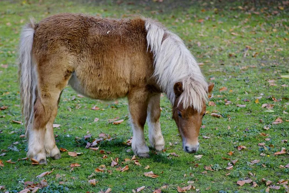 A shaggy chestnut Shetland pony grazing