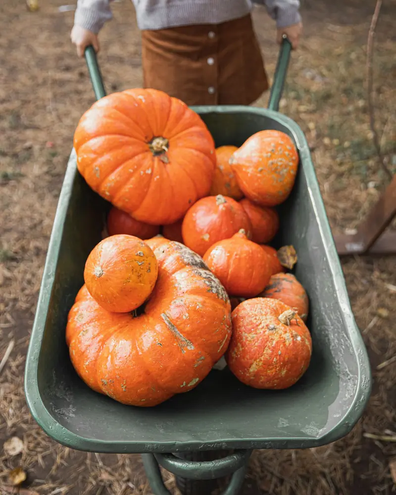 A green wheelbarrow piled with orange pumpkins