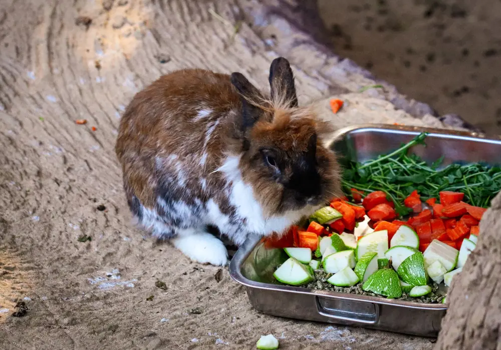 A brown and white rabbit eating from a tray of chopped vegetables