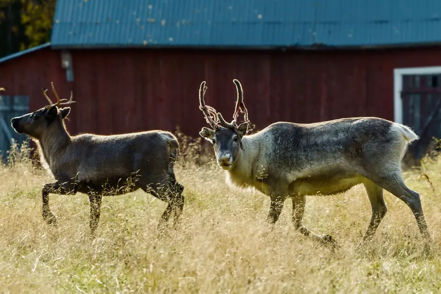Two reindeer walking through long grass in front of a red barn