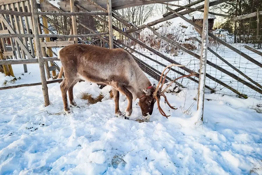 A reindeer eating in a snowy timber pen