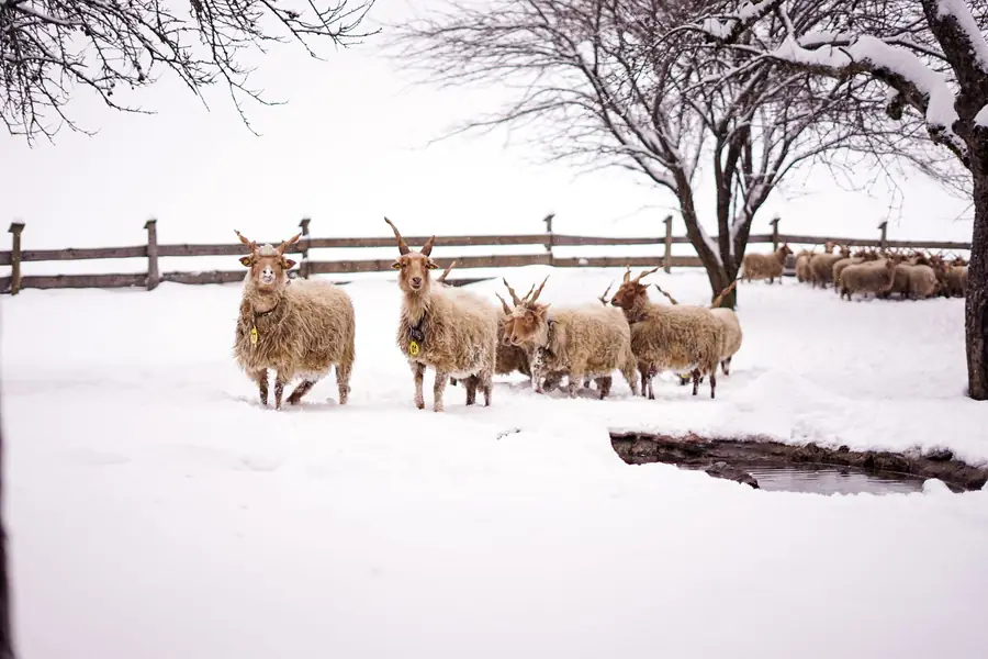 Long-horned sheep standing in a snowy paddock